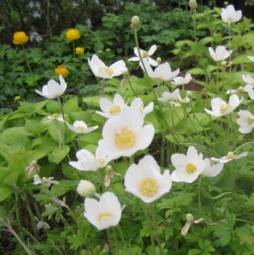 Anemone sylvestris 'Madonna'